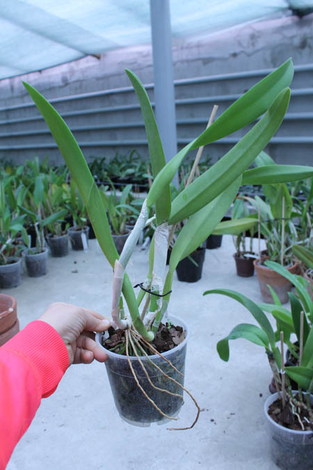 Brassocattleya Golf Green 'Hair Pig'.jpg