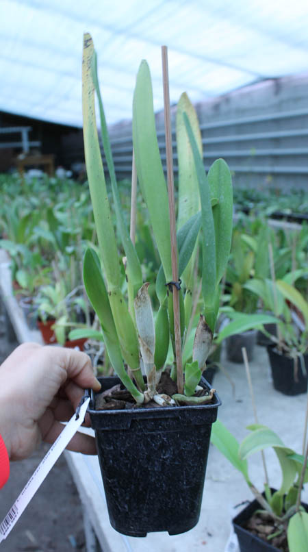 Laelia lobata var alba plena.jpg