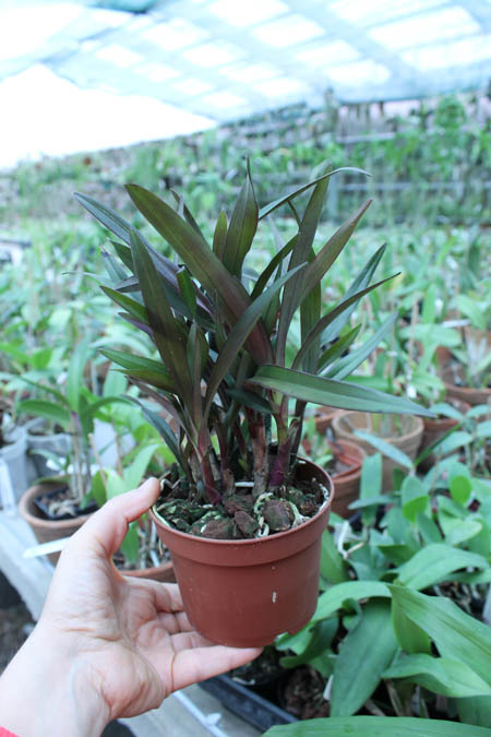 Epidendrum floribundum.jpg