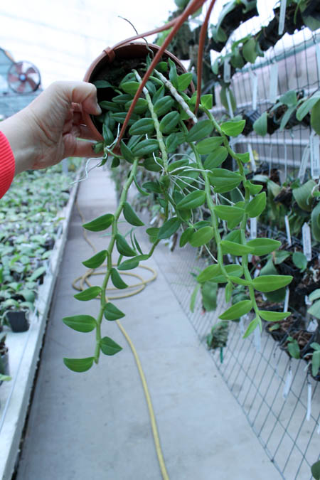 Dendrobium loddigesii.jpg