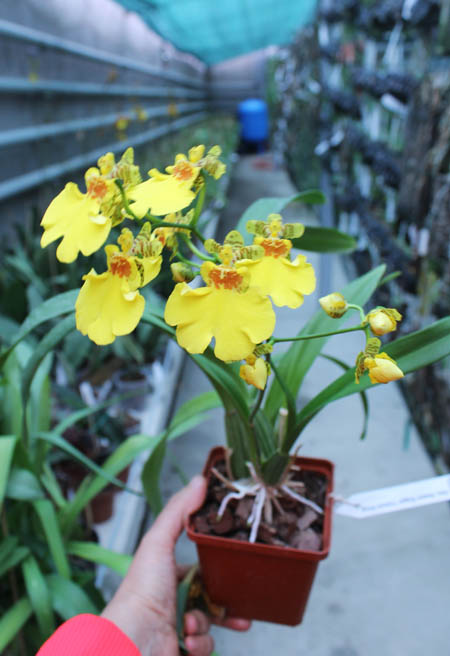 Oncidium Sweet Sugar 'Yellow King'.jpg
