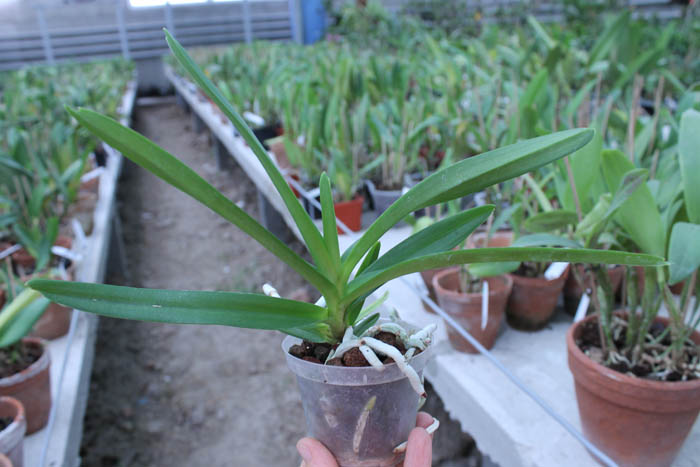 Vanda denisoniana orange x Ascocenda Rasri Gold.jpg