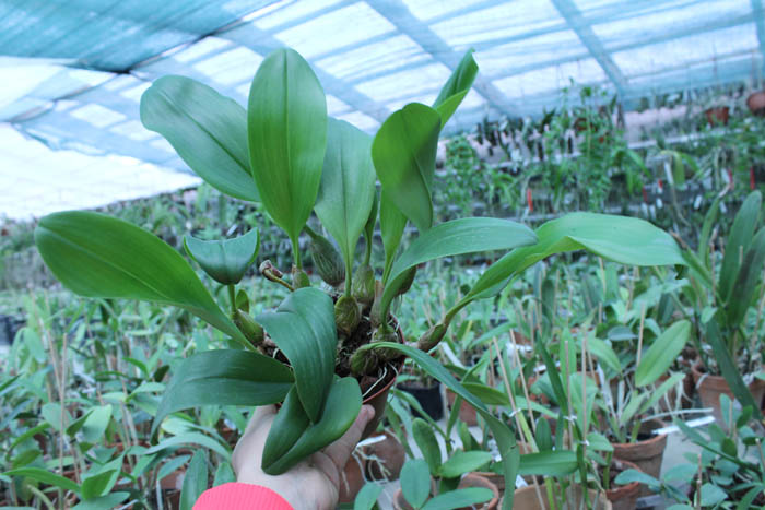 Bulbophyllum dearei x lobbii.jpg