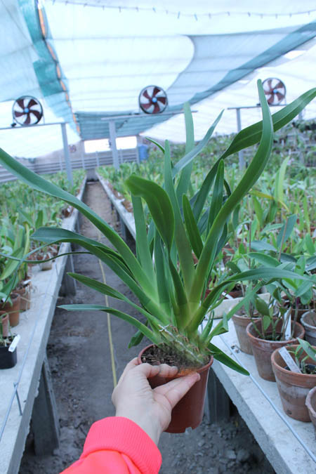 Jumellea arachnantha.jpg