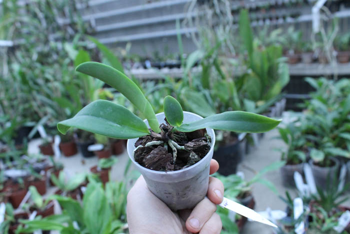 Cattleya dowiana.jpg