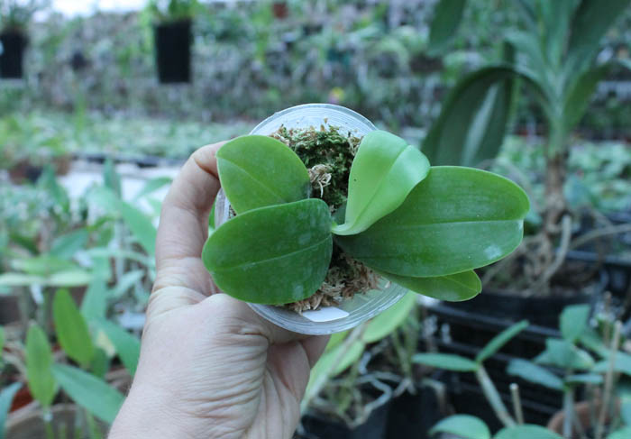 Phalaenopsis violacea 'Blue Indigo'.jpg