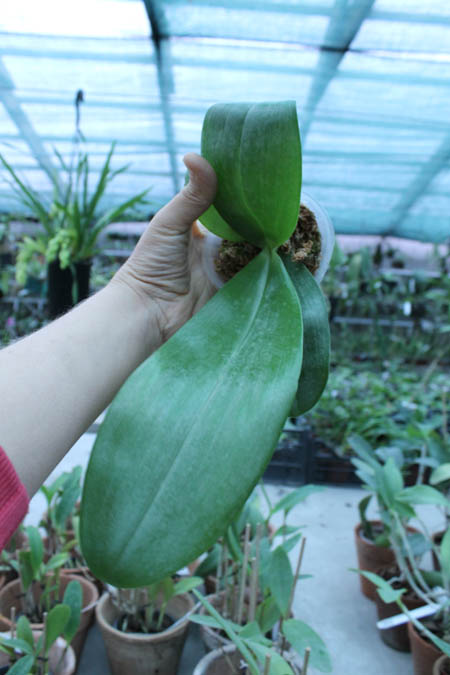 Phalaenopsis Princess Spot x Misty Green.jpg