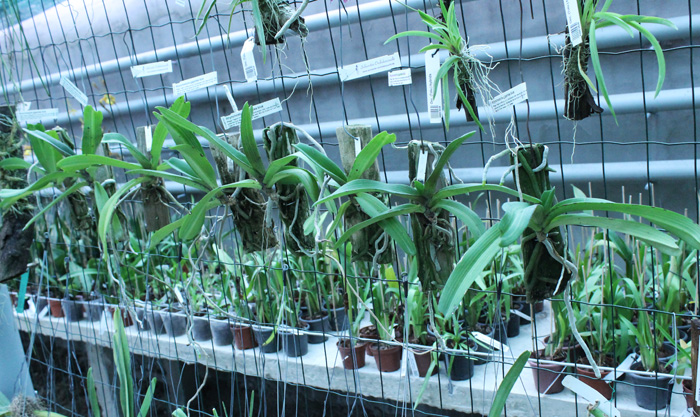 Rhynchostylis coelestis blue.jpg