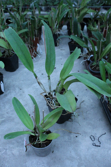 Laeliocattleya Dinard 'Blue Heaven'.jpg