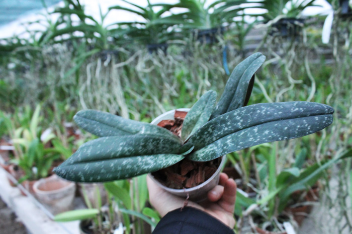 Paphiopedilum leucochilum.jpg