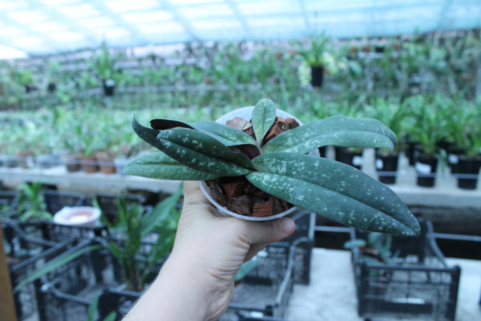 Paphiopedilum leucochilum 'Account Black Devil'.jpg