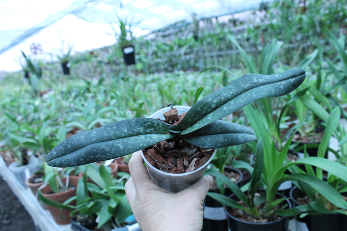 Paphiopedilum leucochilum 'Account Maeping'.jpg