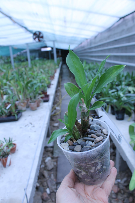 Catasetum pileatum 'Oro Verde'.jpg