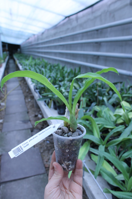 Catasetum pileatum 'Jumbo Green Gold'.jpg