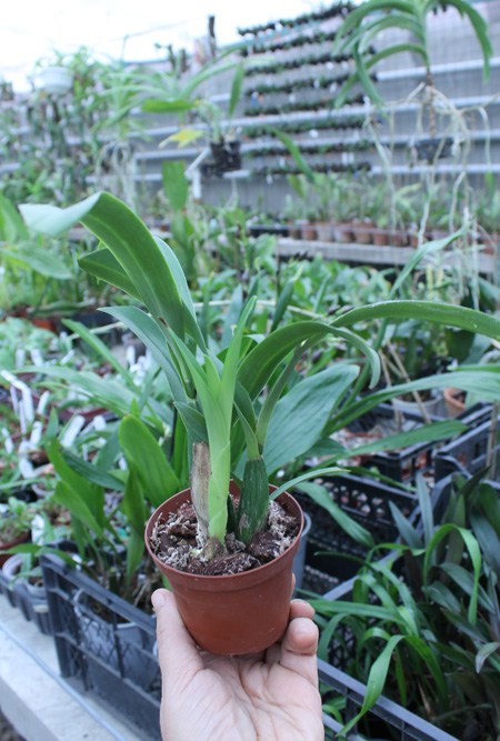 Encyclia vitellina x mariae.jpg