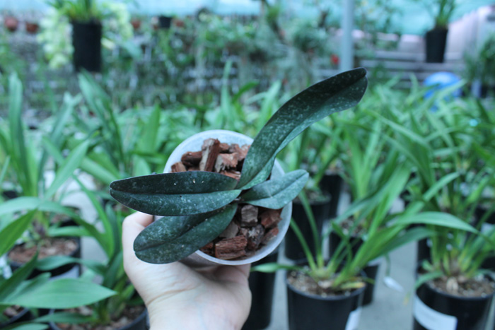 Paphiopedilum leucochilum 'Account Maeping'.jpg