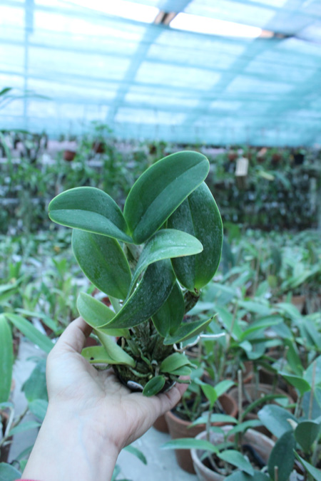 Cattleya nobilior semi-alba.jpg