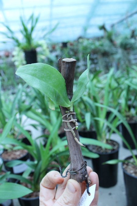 Phalaenopsis Red Jaguar.jpg