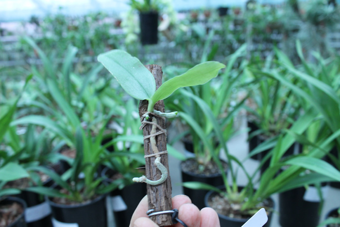 Phalaenopsis Red Jaguar1.jpg