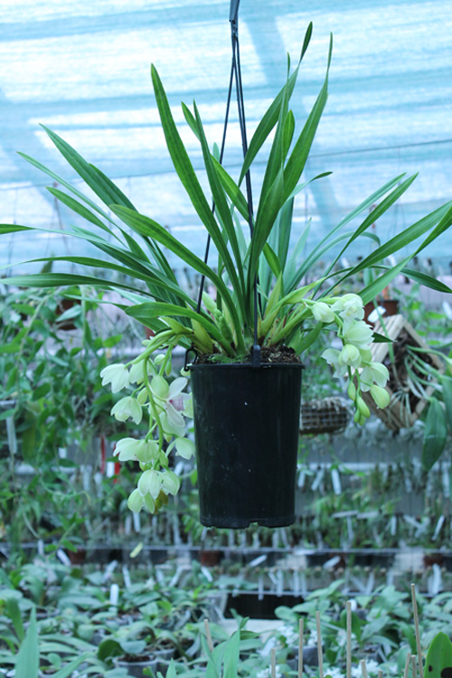 Cymbidium Sarah Jean 'Ice Cascade'.jpg