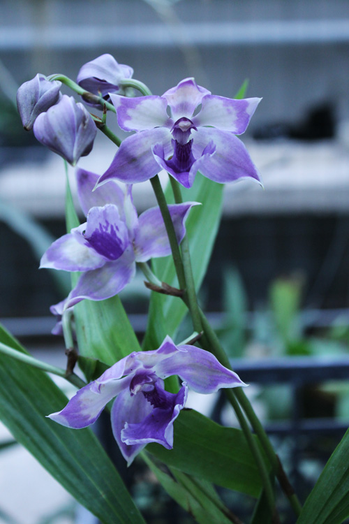 Zygopetalum 'Rhein Blue Angel'.jpg
