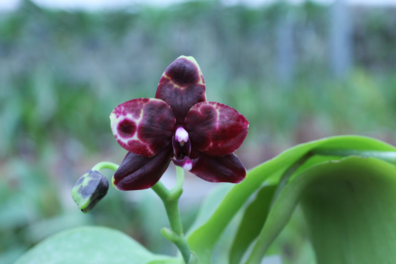 Phalaenopsis Hawaii Dragon Girl x Lioulin Goldfinch.jpg
