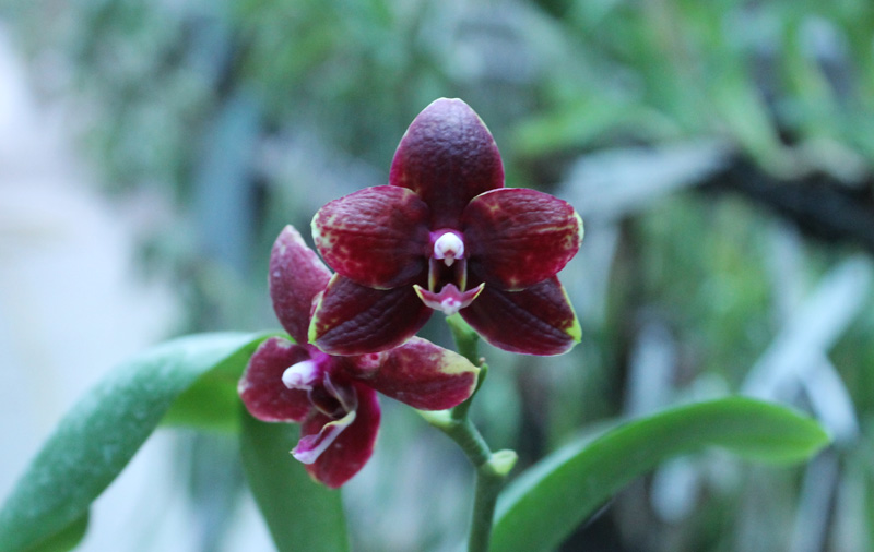 Phalaenopsis Hawaii Dragon Girl x Lioulin Goldfinch.jpg