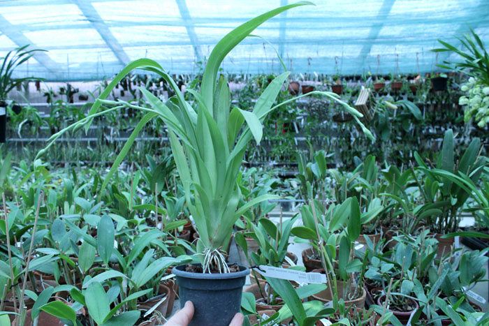 Miltoniopsis Robert Jackson 'Wild Thing'.jpg