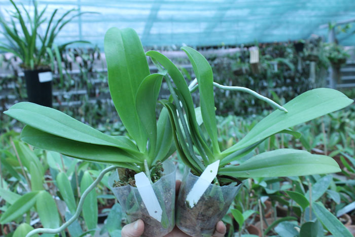 Phalaenopsis cornu cervi 'Dark Red'.jpg