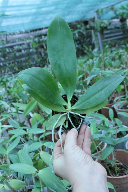 Phalaenopsis tetraspis.jpg