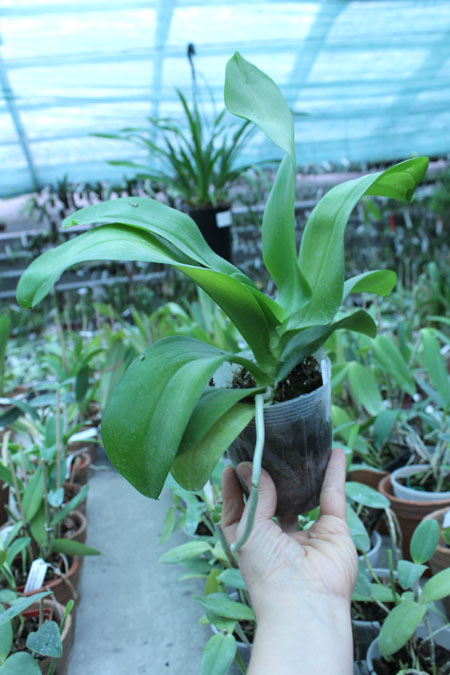 Phalaenopsis Hawaii Dragon Girl x Lioulin Goldfinch.jpg