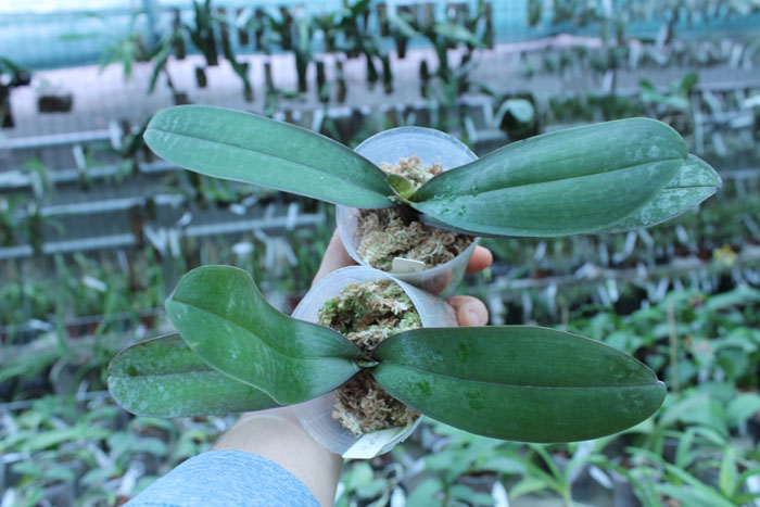 Phalaenopsis stuartiana var nobilis.jpg