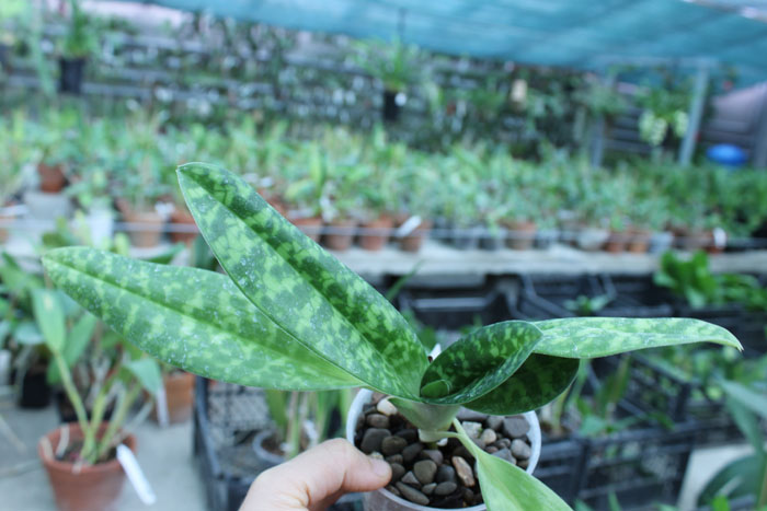 Paphiopedilum Maudiae alba.jpg