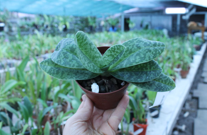 Paphiopedilum venustum alba.jpg