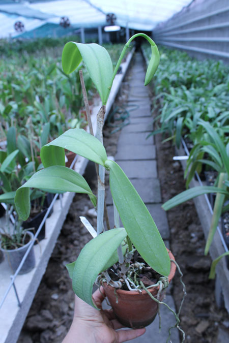 Cattleya Dominiana.jpg