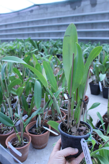 Potinara (Brassolaeliocattleya Toshie Aoki x Sophrolaeliocattleya Final Touch 'Mendenhall').jpg