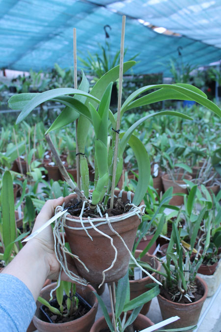 Laeliocattleya Sierra Skies 'Leone'.jpg