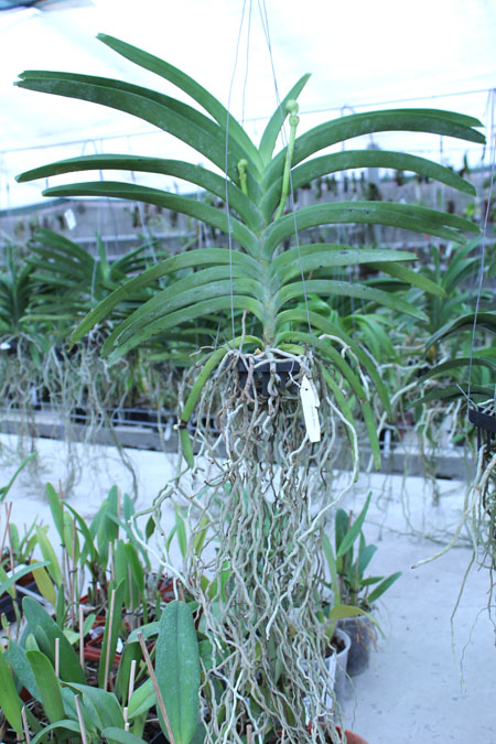 Vanda Adisak Happiness.jpg