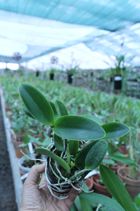 Cattleya nobilior coerulea 'Pledge' x 'Buna Blue'.jpg