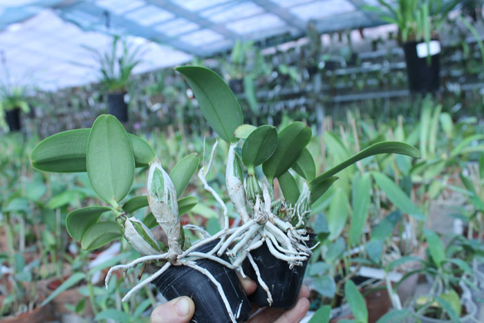 Cattleya nobilior semi-alba.jpg