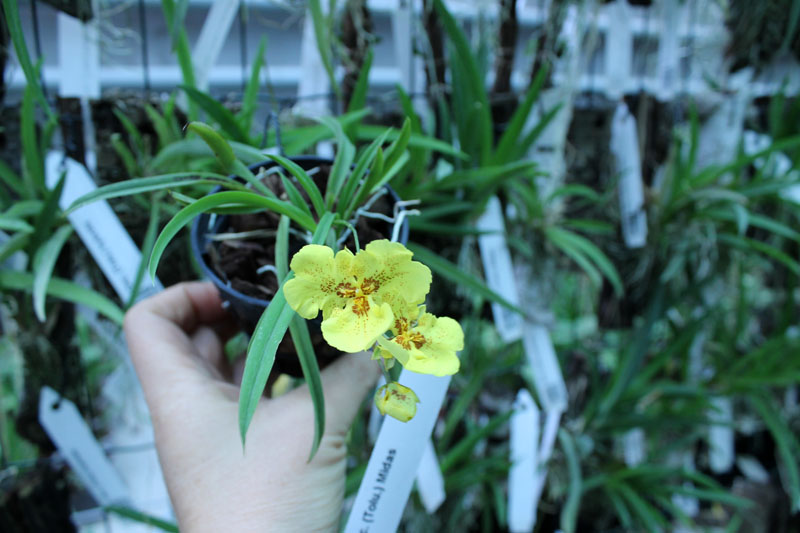 Oncidium (Tolumnia) Midas.jpg