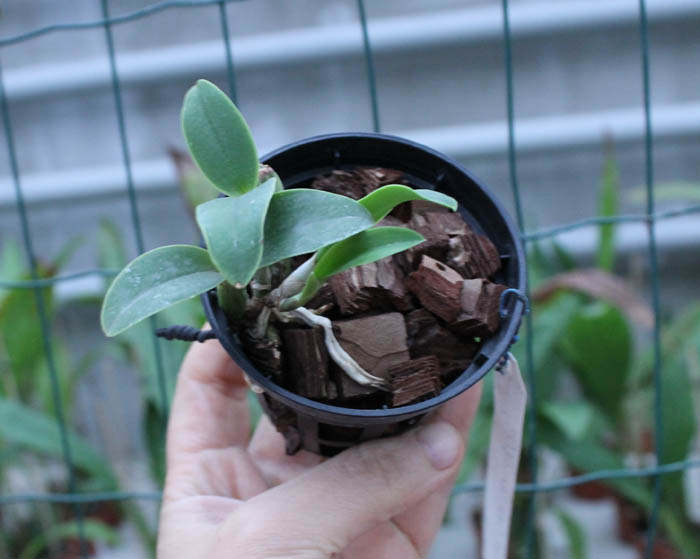 Cattleya nobilior amalie.jpg