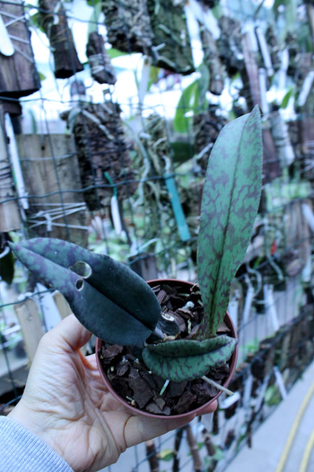 Psychopsis Mendenhall 'Hildos'.jpg