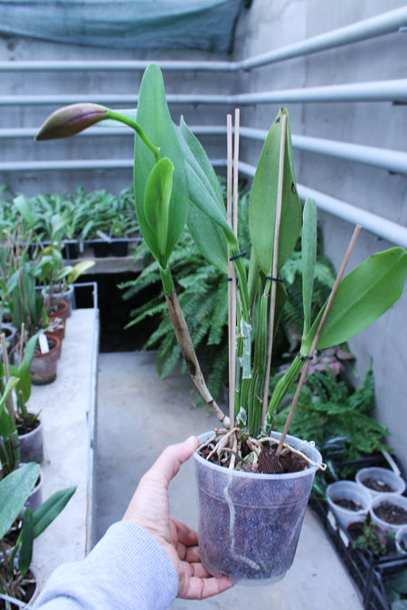 Potinara Chief Sweet Orange 'Sweet Orange'.jpg