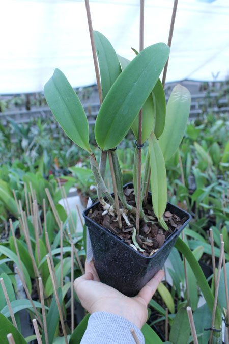 Cattleya lueddemanniana rubra 'Dark Giant' x self.jpg