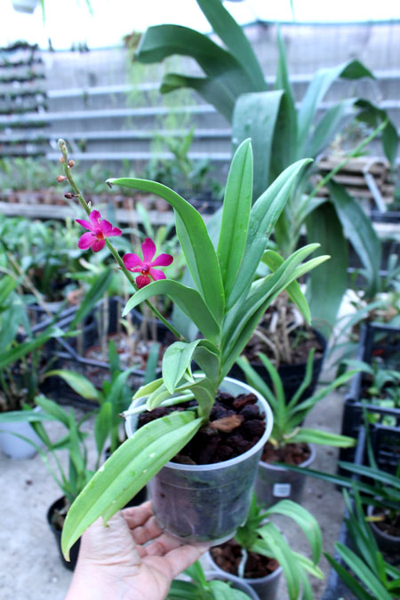 Ascovandoritis Thai Cherry (Doritis pulcherrima × Ascocenda Eileen Beauty).jpg