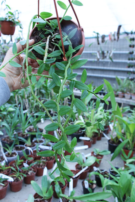 Dendrobium loddigesii.jpg