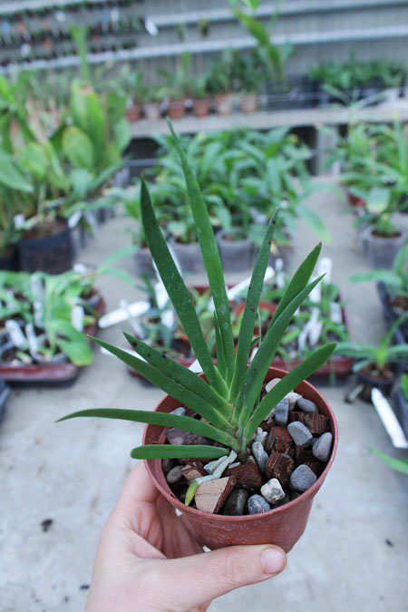 Podangis dactyloceras.jpg