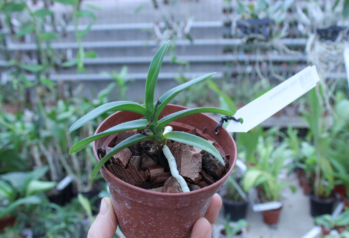 Christensonia vietnamica.jpg