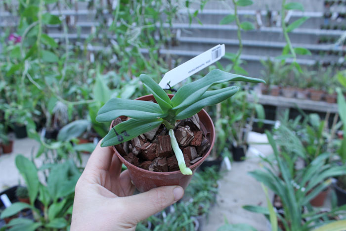 Sobennikoffia humbertiana.jpg